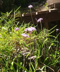 Tulbaghia maritima