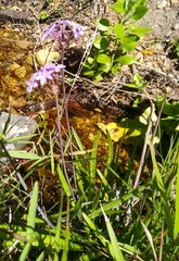Tulbaghia maritima