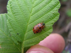 Chrysomela mainensis