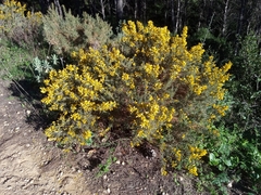 Ulex australis