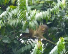 Miopithecus ogouensis