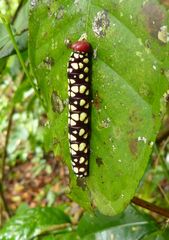 Pyrrhochalcia iphis