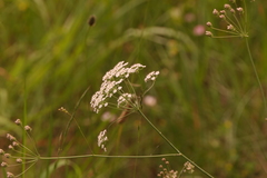 Carum verticillatum