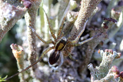 Pardosa nigriceps