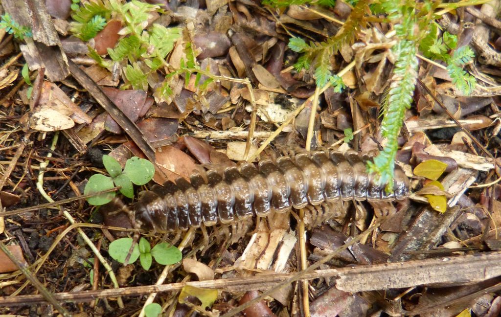 Coromus vittatus