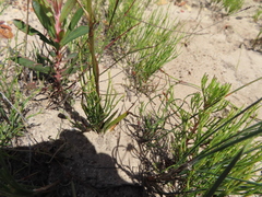 Eulophia bolusii