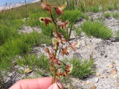 Eulophia bolusii