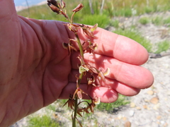 Eulophia bolusii