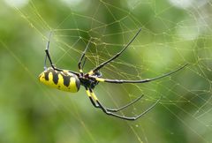 Trichonephila turneri