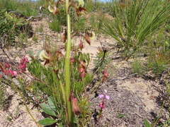 Eulophia bolusii