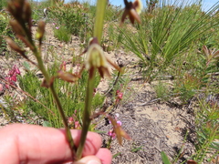 Eulophia bolusii
