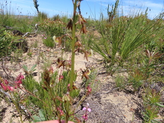 Eulophia bolusii