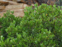 Searsia undulata