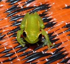 Hyperolius guttulatus