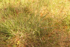 Pseudarrhenatherum longifolium