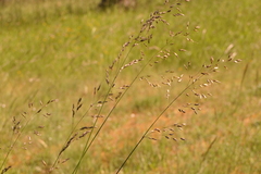 Pseudarrhenatherum longifolium