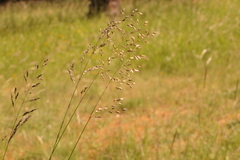 Pseudarrhenatherum longifolium
