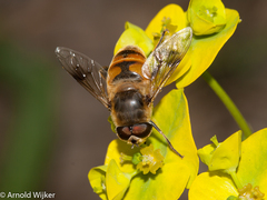 Eristalis tenax