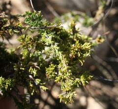 Muraltia macrocarpa