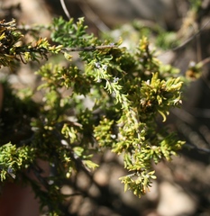 Muraltia macrocarpa