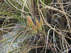 Tylecodon ventricosus