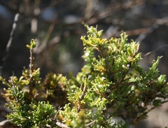 Muraltia macrocarpa