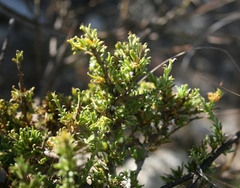 Muraltia macrocarpa