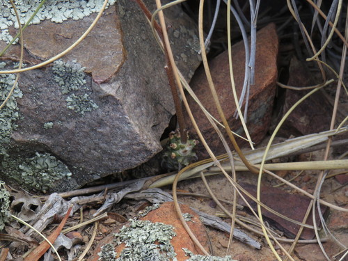 Image of Tylecodon ventricosus by (c) Jeremy Gilmore, some rights reserved (CC BY)