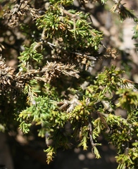 Muraltia macrocarpa