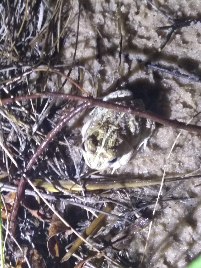 Four-Eyed Frog