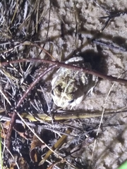 Four-Eyed Frog photo 1