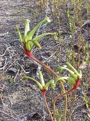 Anigozanthos bicolor decrescens
