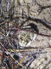 Four-Eyed Frog photo 2