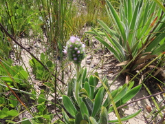 Echiostachys ecklonianus