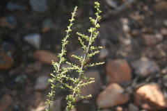 Muraltia macrocarpa