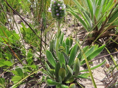 Echiostachys ecklonianus