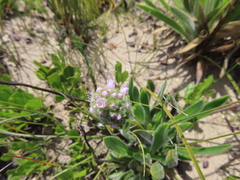 Echiostachys ecklonianus
