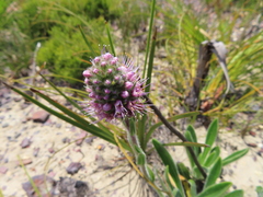 Echiostachys ecklonianus