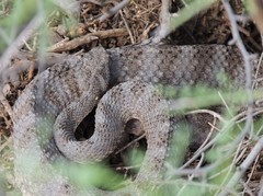 Crotalus tigris