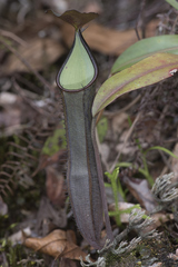 Nepenthes ramispina