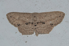 Scopula annularia