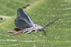 Drosicha mangiferae