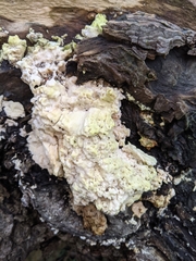 Agaricomycetes