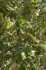 Neoscona theisi
