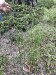 Andropogon virginicus virginicus