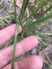 Andropogon virginicus virginicus