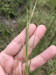 Andropogon virginicus virginicus
