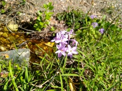 Tulbaghia maritima
