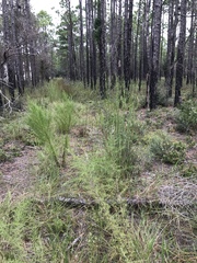 Andropogon virginicus virginicus