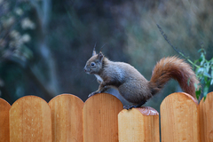 Sciurus vulgaris
